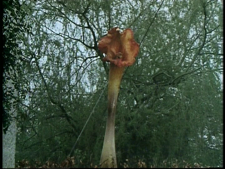 day%20of%20the%20triffids%20PDVD_010.jpg