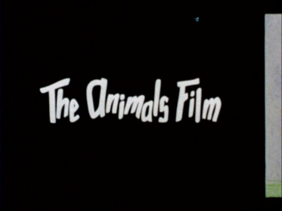The Animals Film BFI
