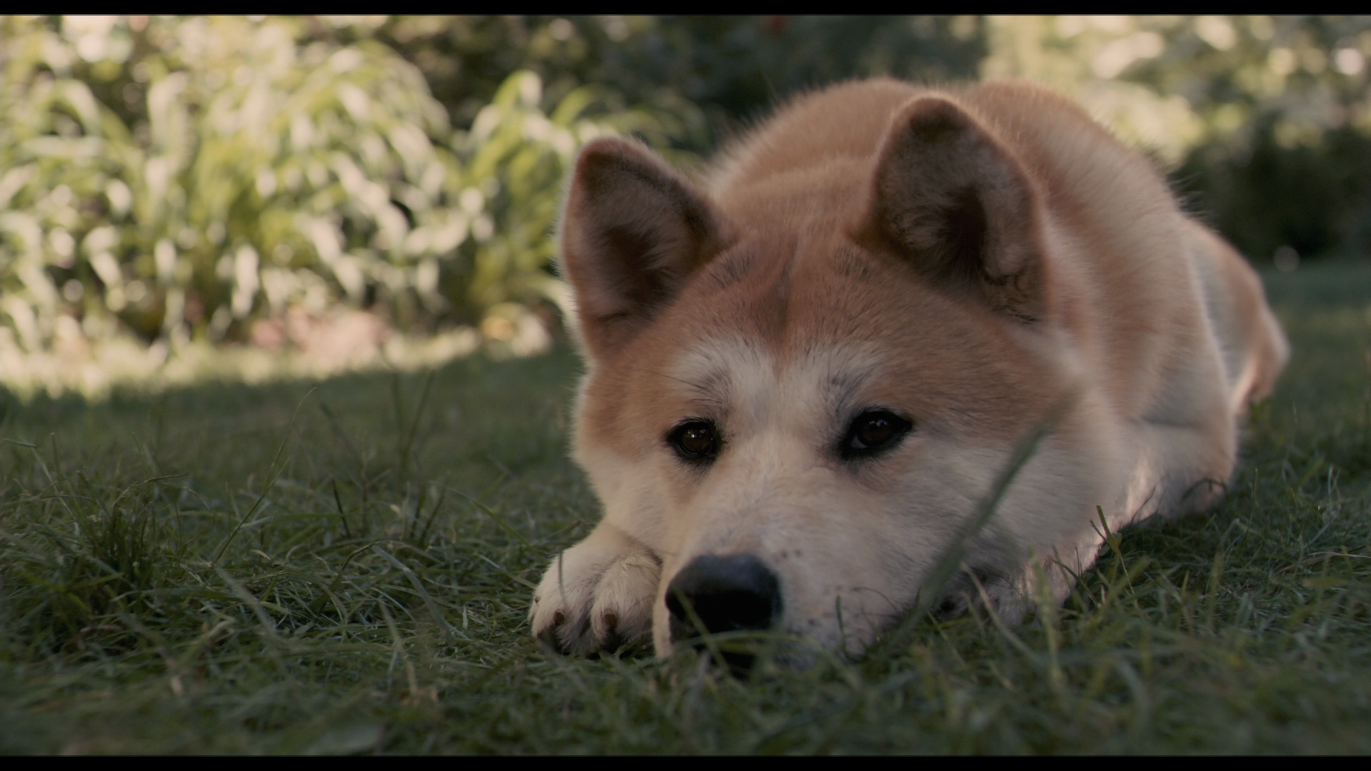 movie review hachiko a dog's tale 2009 on astro hbo