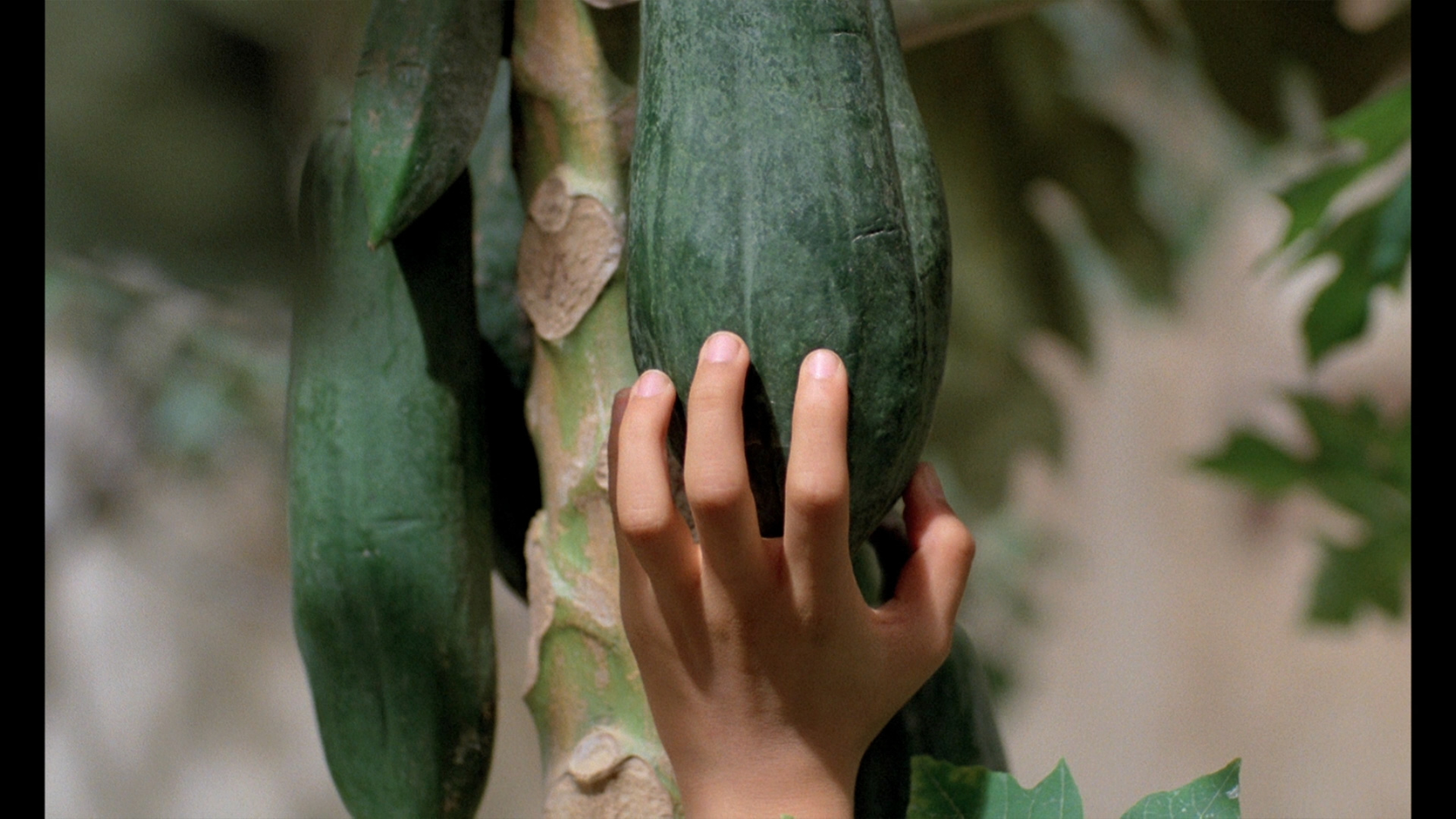 The scent of papaya sales