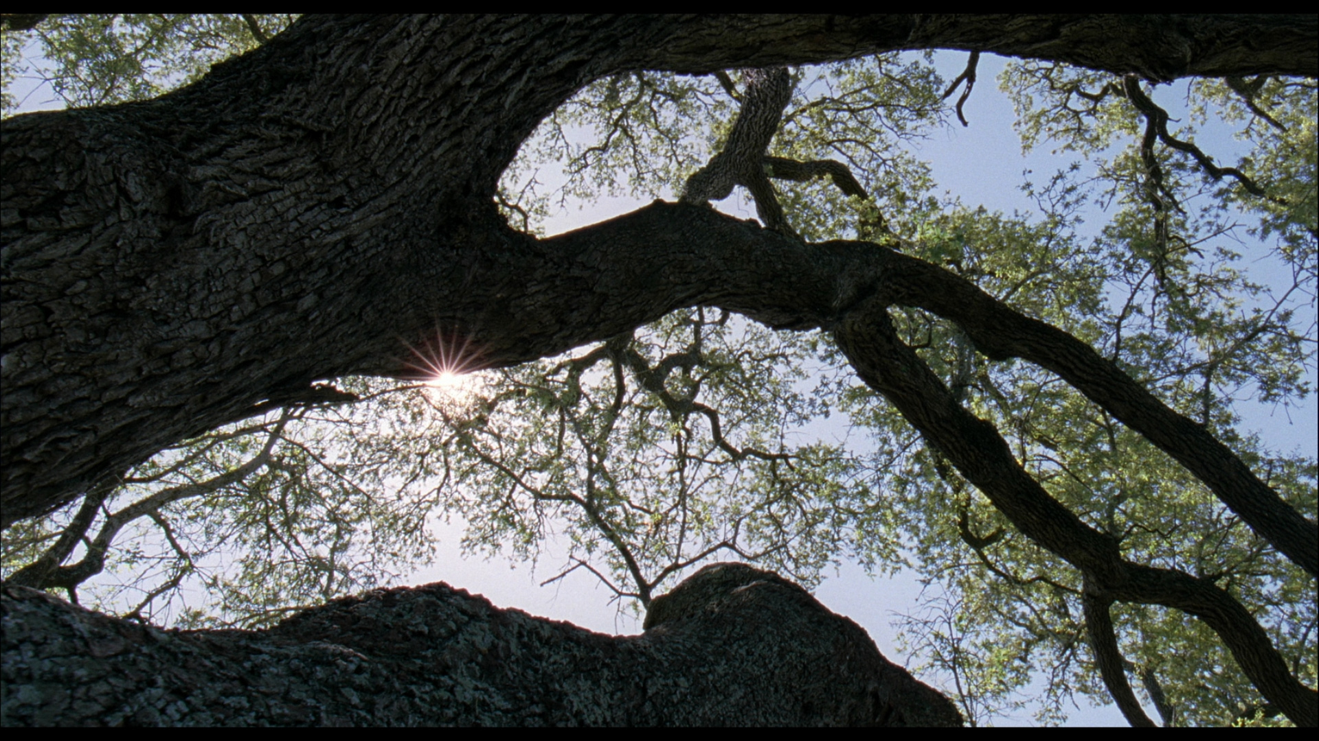 The Tree Of Life Blu Ray Brad Pitt