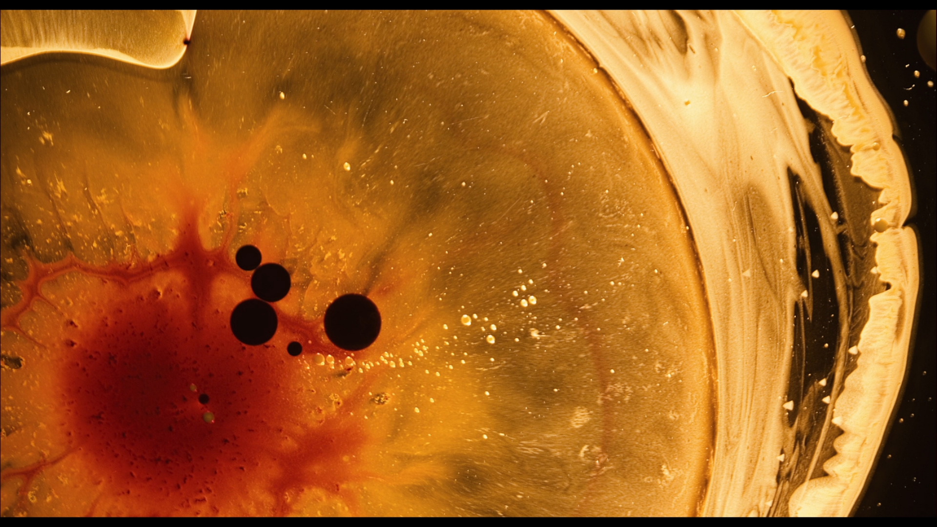 large_tree_of_life_blu-ray_5.jpg