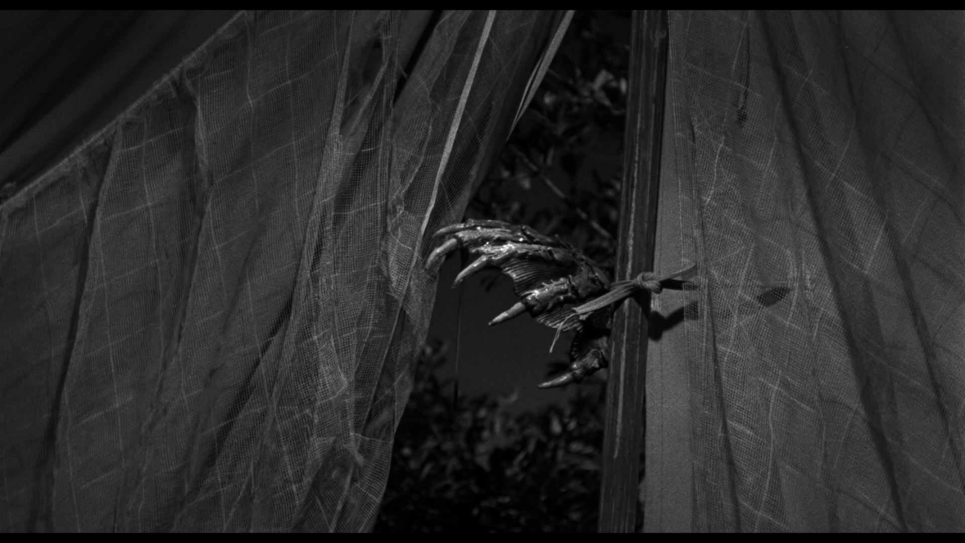 Creature From The Black Lagoon Blu Ray Julie Adams If you've ever worked with sd content, you'll notice that. dvdbeaver