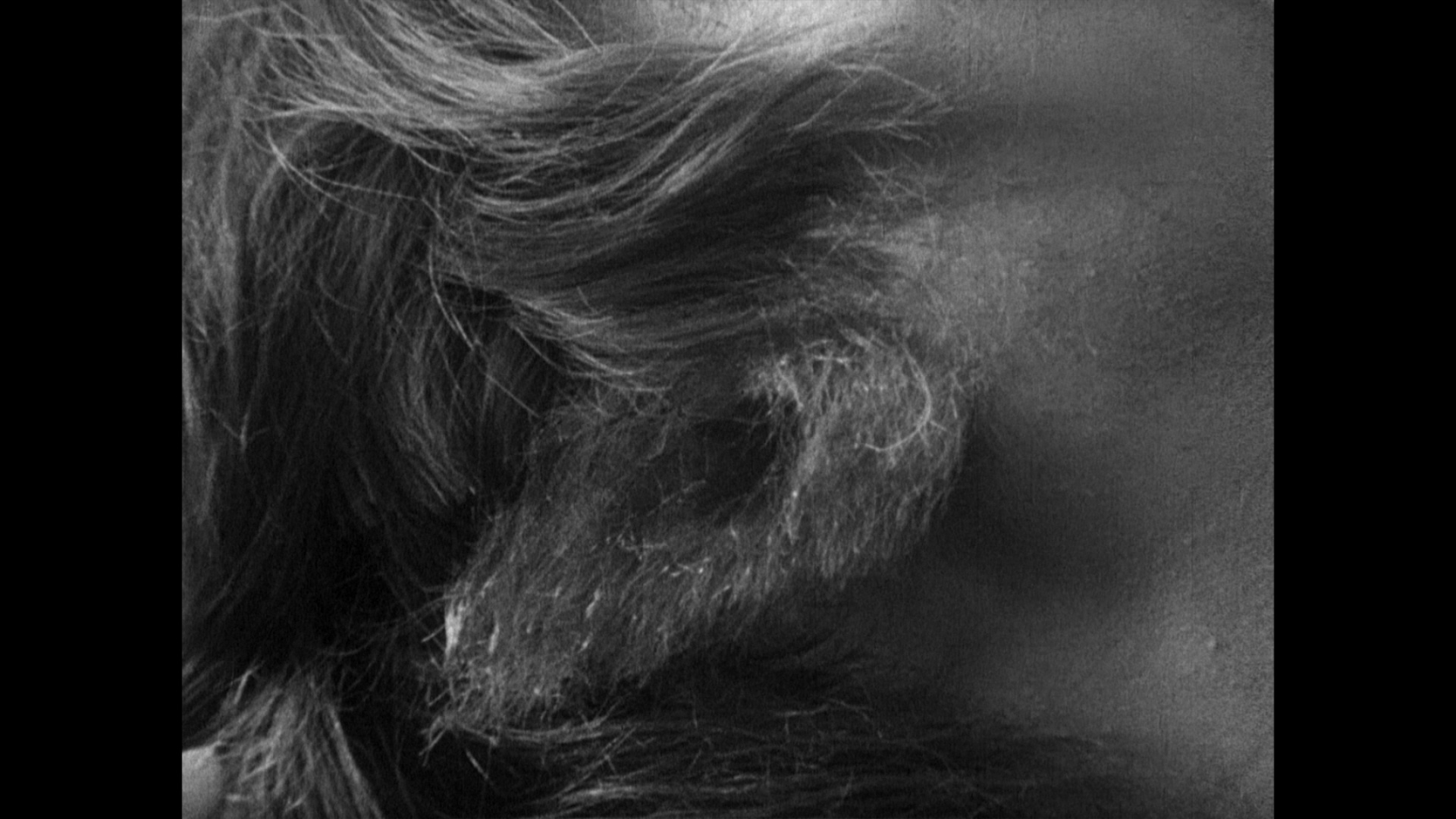Island Of Lost Souls Blu Ray Charles Laughton Advanced audio codec format profile : dvdbeaver