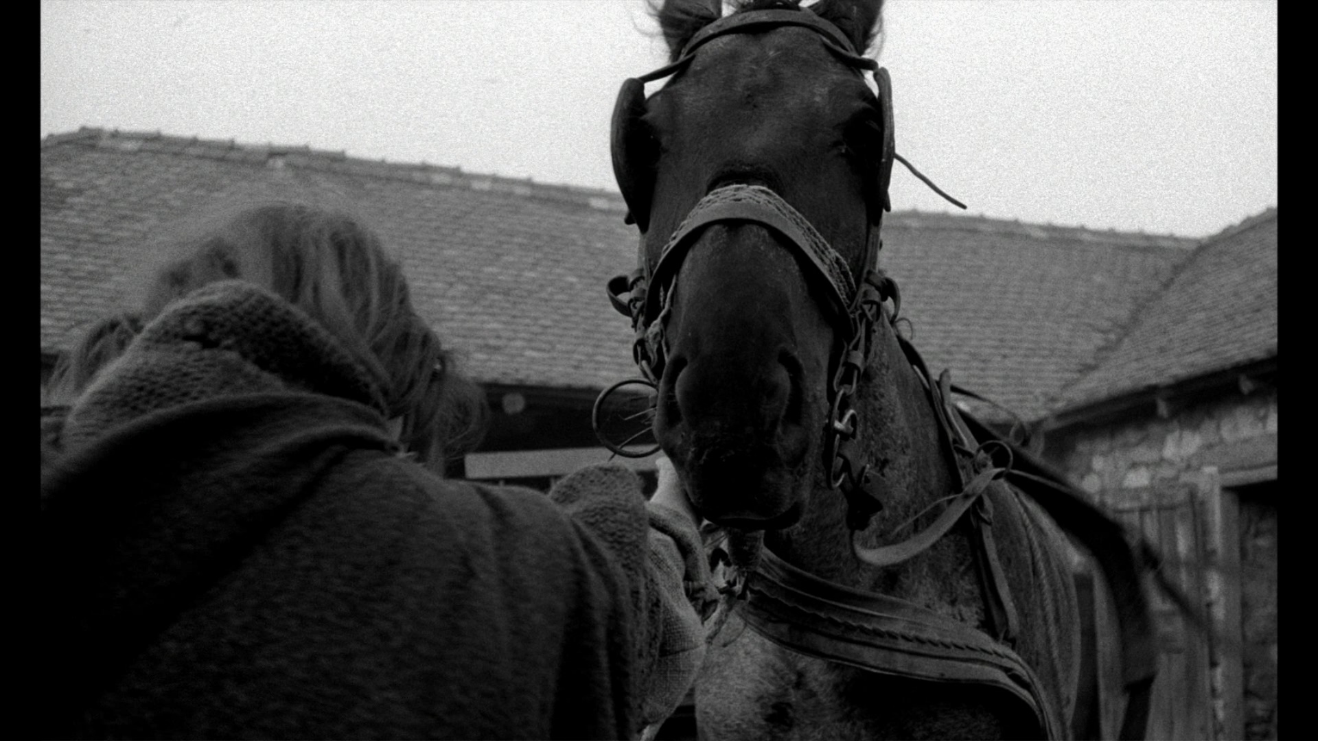 The Turin Horse Bluray János Derzsi
