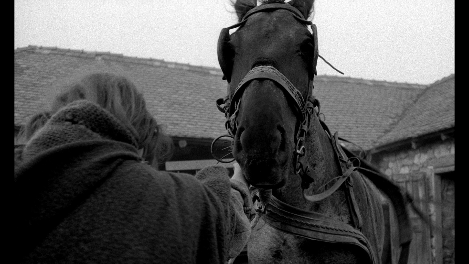 large_the_turin_horse_blu-