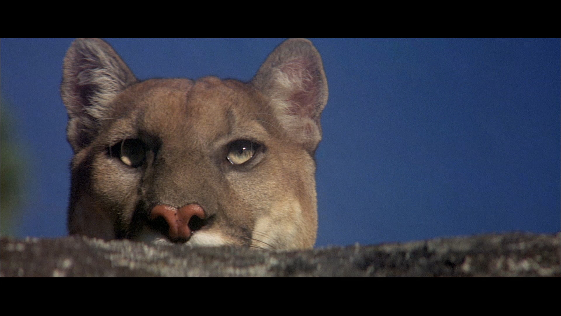 Day of the Animals Blu-ray - Christopher George