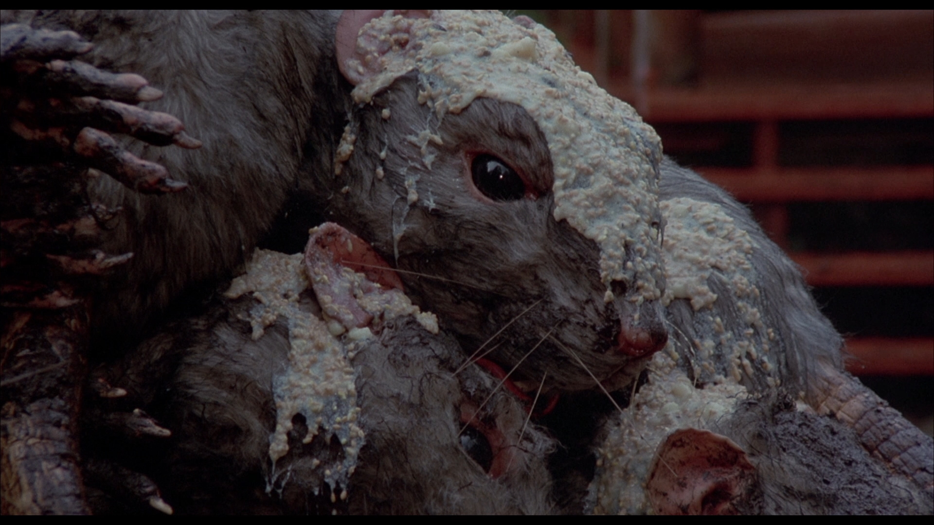 The Food Of The Gods Frogs Blu Ray Ray Milland